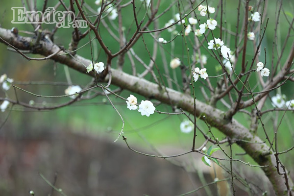 Không chỉ là cây cảnh trưng bày dịp tết, hoa đào bạch còn được cho là chất dẫn thuốc chữa nhiều bệnh, làm đẹp da,...