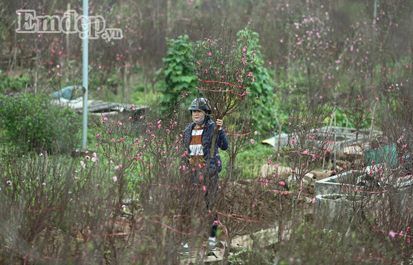 Một vài năm trở lại đây, bên cạnh quất bon sai, đào thất thốn thì bạch đào cũng là một trong những cây cảnh được dân "sành" truy lùng mỗi dịp Tết Nguyên đán cận kề.