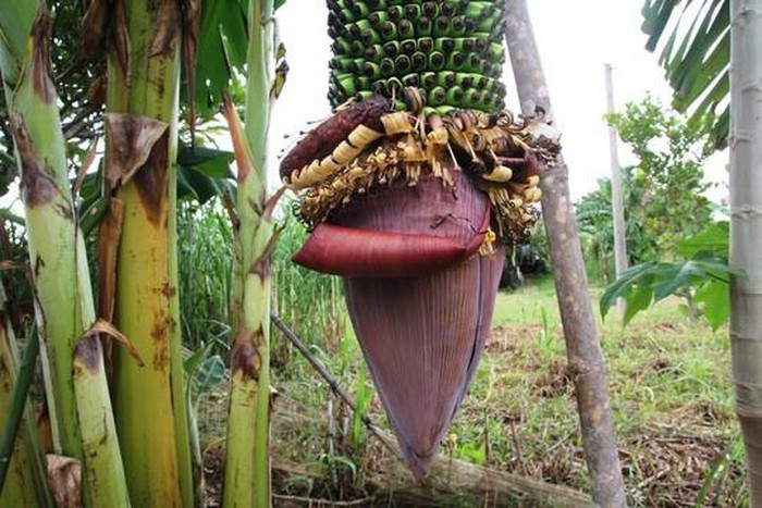 Chiem nguong buong chuoi 'la' hon 100 nai-Hinh-2