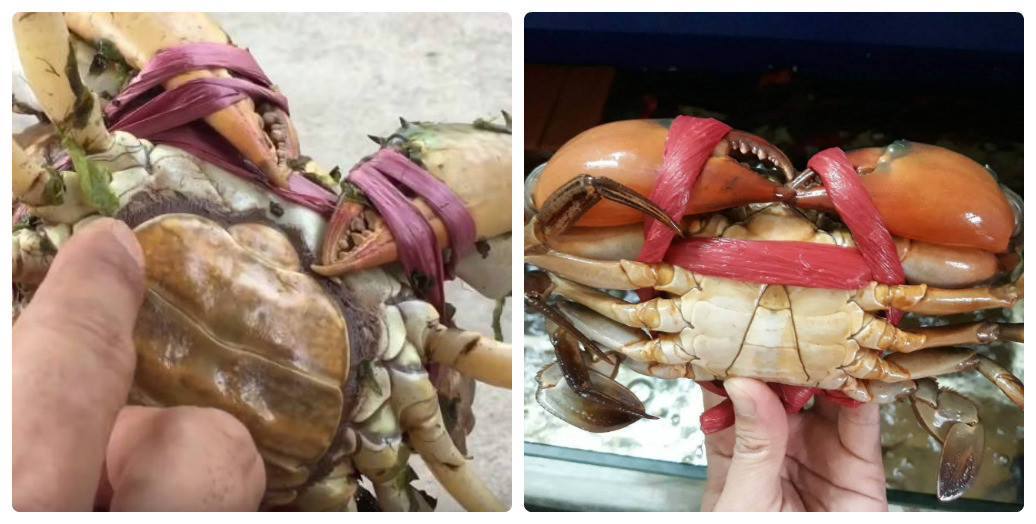 Cua gach hay cua thit: Loai nao dang “dong tien, bat gao”?