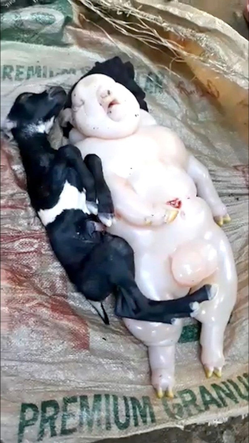 Hoảng hồn cả làng ầm ầm xem dê đẻ ra "quái thú" nửa người nửa lợn Hoang hon ca lang am am xem de de ra