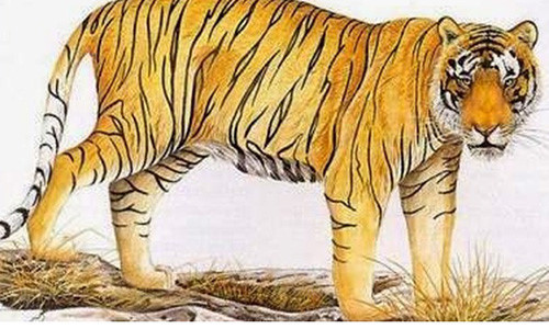 Dần hãy chuẩn bị tinh thần để đếm tiền sái tay, tài lộc ùa vào nhà ầm ầm như vũ bão. 