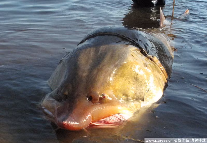 Loai ca tam tien Vua khong lo nang ca tan, sap tuyet chung