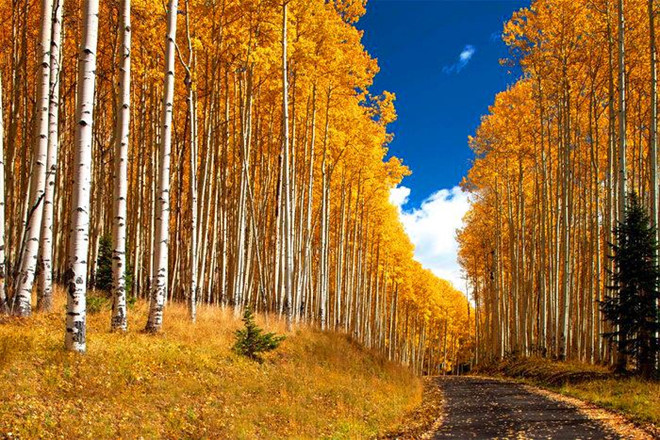 Lối đi dẫn từ cổng chính đến biệt thự dài khoảng một dặm (hơn 1,6 km). Ảnh: Sotheby's International Realty Telluride.