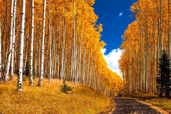 Lối đi dẫn từ cổng chính đến biệt thự dài khoảng một dặm (hơn 1,6 km). Ảnh: Sotheby's International Realty Telluride.