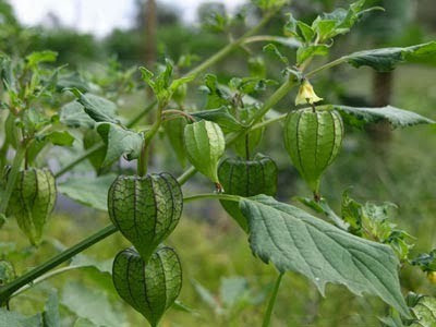 Trong dân gian, lá tầm bóp có thể dùng nấu canh ăn trị mất ngủ trong khi quả của cây tầm bóp chỉ là một loại quả dại không được chú ý nhiều.