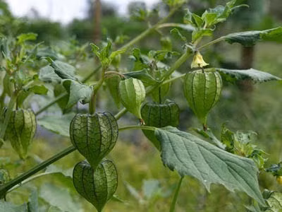 Trong dân gian, lá tầm bóp có thể dùng nấu canh ăn trị mất ngủ trong khi quả của cây tầm bóp chỉ là một loại quả dại không được chú ý nhiều.