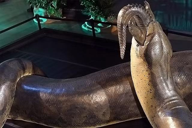 Loai tran khong lo thoi co dai co the to lon den muc nao?