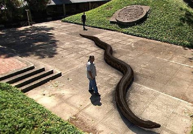 Loai tran khong lo thoi co dai co the to lon den muc nao?-Hinh-2