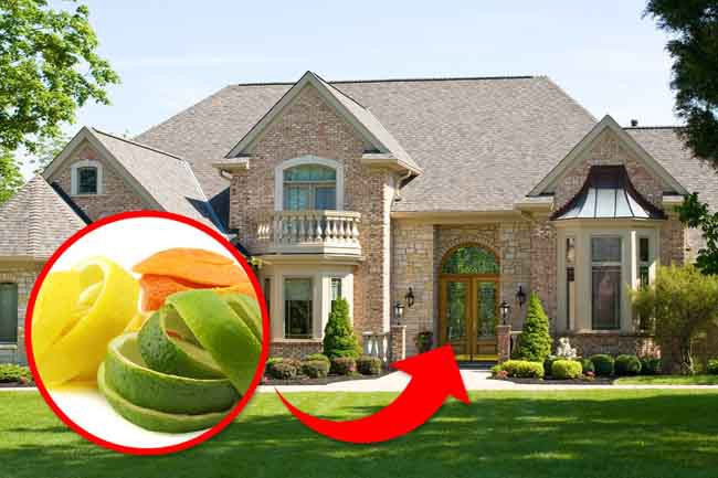 Đặt vỏ cam quýt xung quanh nhà: Mùi cam quýt tươi khiến côn trùng rất khó chịu nên bạn có thể đặt những thứ này trong và xunh quanh nhà. Hãy chọn vỏ cam, quýt tươi để gần cửa ra vào, cửa sổ và những nơi có côn trùng. Hãy thay vỏ cam quýt sau mỗi 48 giờ để giữ được hiệu quả.