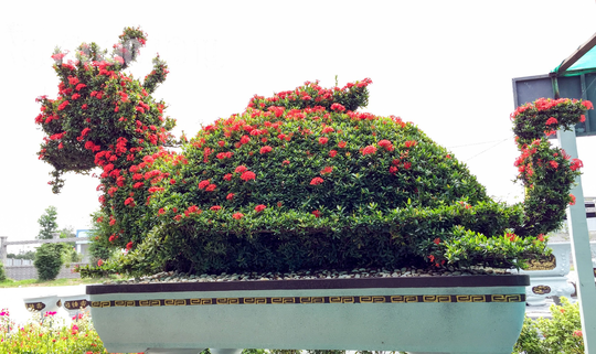 Theo bà Loan, để hoàn thành cặp kiểng thú "khủng" này, 2 nghệ nhân phải liên tục làm việc trên 1 tháng ròng rã. "Cặp kiểng thú long quy này có người trả giá 350 triệu rồi mà tôi chưa bán, ý định tôi bán chắc khoảng 400 triệu mới được", bà Loan cho hay. Theo ông Lê Tấn Hải, nghệ nhân tạo hình kiểng tiết lộ, để tạo hình các linh vật giống như thật và có hồn phải mất rất nhiều công sức và thời gian. Trong đó, quan trọng nhất là phần uốn cây tạo hình, kế đó là cắt tỉa cành để phù hợp với các chi tiết của con vật. Vì vậy, muốn tạo hình kiểng thú thật sinh động, người nghệ nhân phải uốn khung sắt mô phỏng thật giống. Tiếp theo, chọn hoa để trồng, rồi chỉnh sửa các nhánh lại sao cho con vật giống nhất.