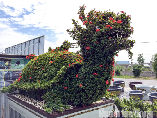 Trong vườn kiểng thú của bà Loan, nổi bật và giá trị nhất là cặp long quy chiều ngang hơn 2 m, chiều dài hơn 3 m, với giá lên đến 400 triệu đồng. Theo phong thủy thì Long Quy là một con vật huyền thoại kết hợp đặc điểm của rồng và rùa - 2 loài trong bộ tứ linh. Chính vì vậy, cặp kiểng Long Quy mang ý nghĩa chiêu tài, rất lợi về tài lộc, bền vững và thịnh vượng lâu dài trong kinh doanh.