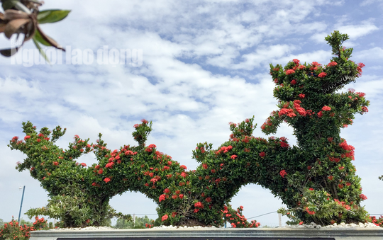 Chủ nhân của vườn kiểng thú này là bà Nguyễn Kim Loan (43 tuổi; ngụ phường Thới An Đông, quận Bình Thủy, TP Cần Thơ) làm nghề kinh doanh hoa kiểng, cây giống. Cách đây 2 năm, trong một lần đi công tác xa, chồng bà Loan đã mua về một cặp kiểng con gà tạo hình từ cây hoa mẫu đơn.