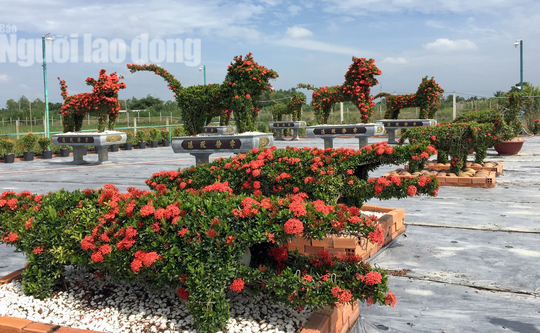 "Loài cây mẫu đơn này nhánh mềm nên dễ tạo hình, hơn nữa bông và lá nhỏ, đâm tược dài nên tạo hình rất giống thật. Loài cây này cũng dễ chăm sóc nên có thể giữ hình thú được lâu hơn các loài cây khác", ông Hải cho biết thêm. Một loài cây sống đại trà ở vùng quê miền Tây đã được thổi hồn, tạo tác từ ý tưởng độc đáo từ bàn tay tài hoa của nghệ nhân đã mang lại hiệu quả kinh tế, trở thành món đồ trưng độc lạ trong nhà. Do vườn kiểng thú của bà Loan nằm ngay trên đường lộ lớn nên hằng ngày có nhiều du khách đến thưởng lãm và chụp ảnh lưu niệm.