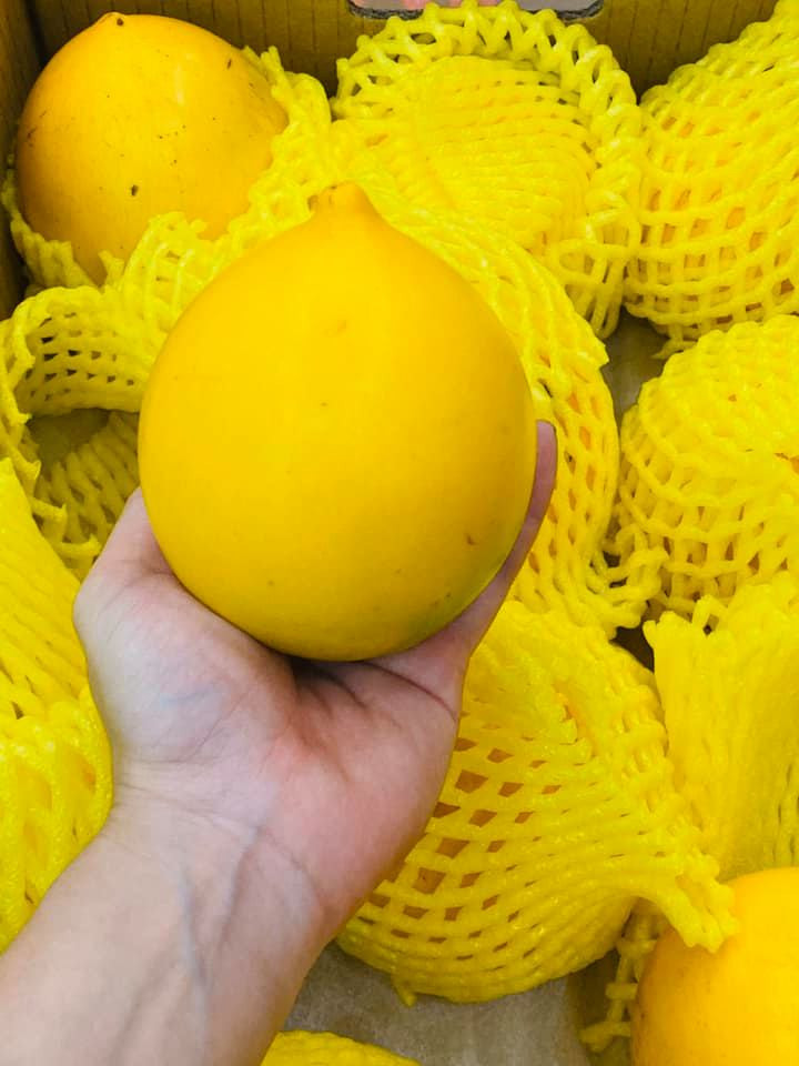 Theo một số người bán, vú sữa hoàng kim khi được bọc trong giấy báo, bỏ ngăn mát tủ lạnh, loại quả này có thể để dài ngày, tới 1 tuần lễ mà vẫn khá tươi và không bị mất hương vị đặc trưng. (Ảnh: FB Ngoc Lan)