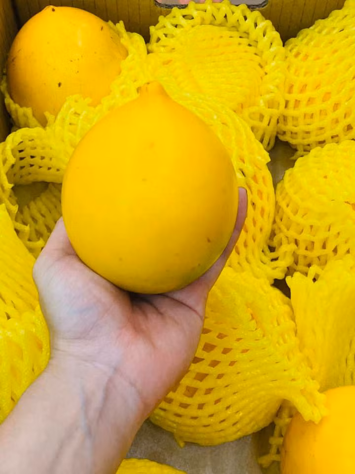 Theo một số người bán, vú sữa hoàng kim khi được bọc trong giấy báo, bỏ ngăn mát tủ lạnh, loại quả này có thể để dài ngày, tới 1 tuần lễ mà vẫn khá tươi và không bị mất hương vị đặc trưng. (Ảnh: FB Ngoc Lan)