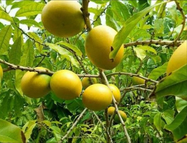 Sau đó, nó đã được trồng rộng rãi ở nhiều nơi trên thế giới bao gồm Caribbean, Đông Nam Á và Mỹ. (Ảnh: Dengarden)