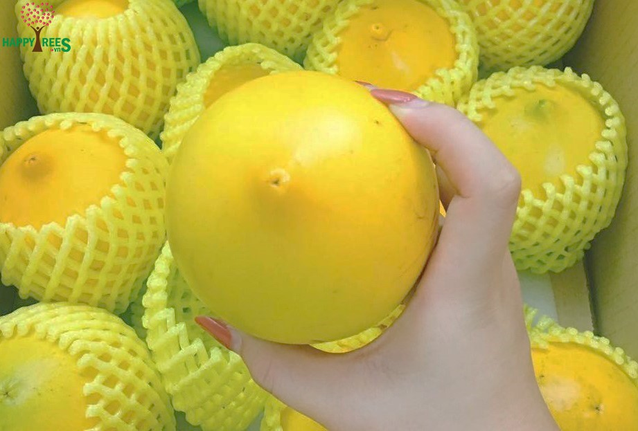 Khác với nhiều loại vú sữa trong nước, vú sữa hoàng kim có phần vỏ vàng bóng. Trái không tròn đều như các giống vú sữa thường thấy mà có một núm nhỏ hình chóp nhọn phía dưới. Vỏ mỏng, cùi trong, mềm, hạt vú sữa chỉ nhỏ bằng đầu ngón tay. (Ảnh: Facebook)