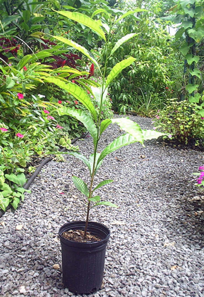 Vú sữa hoàng kim có thể cao từ 0,9 - 1,2m sau 6 tháng trồng với việc tưới nước thường xuyên và bón phân đúng cách. Sau 3 năm, cây cao tới 3-4,5m. Thậm chí nếu được chăm sóc tốt và có điều kiện tự nhiên thuận lợi thì nó có thể cao tới 36m.(Ảnh: Dengarden)