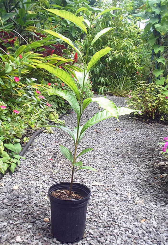 Vú sữa hoàng kim có thể cao từ 0,9 - 1,2m sau 6 tháng trồng với việc tưới nước thường xuyên và bón phân đúng cách. Sau 3 năm, cây cao tới 3-4,5m. Thậm chí nếu được chăm sóc tốt và có điều kiện tự nhiên thuận lợi thì nó có thể cao tới 36m.(Ảnh: Dengarden)