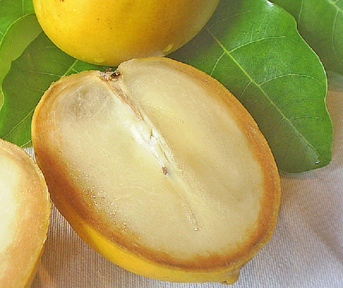 Không chỉ màu sắc, vú sữa hoàng kim còn có hương vị rất riêng. Phần thịt trắng kem vị ngọt nhẹ, đi kèm chút hương caramel và vani mạnh mẽ. Một số người mô tả hương vị của nó tương tự như bánh flan caramel. (Ảnh: Dengarden)