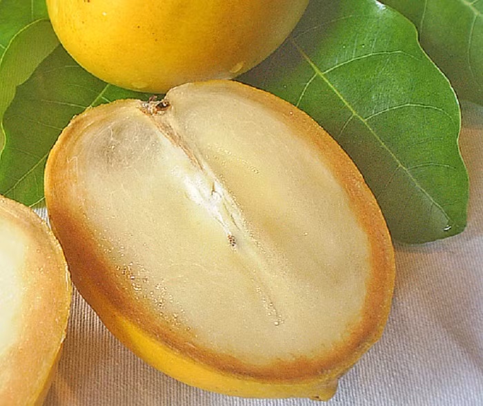 Không chỉ màu sắc, vú sữa hoàng kim còn có hương vị rất riêng. Phần thịt trắng kem vị ngọt nhẹ, đi kèm chút hương caramel và vani mạnh mẽ. Một số người mô tả hương vị của nó tương tự như bánh flan caramel. (Ảnh: Dengarden)