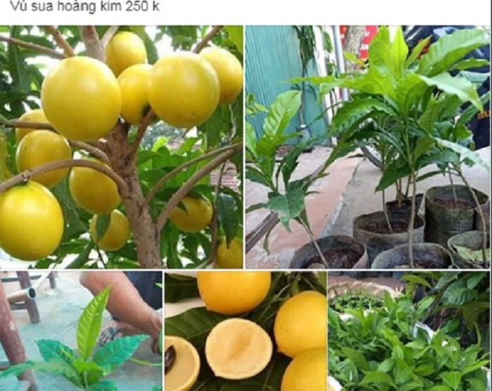 Nhận thấy sức hút của vú sữa vàng, nhiều cửa hàng cây giống nhanh chóng rao bán cây giống với mức giá không hề rẻ, từ 250.000 – 400.000 đồng/cây (tùy độ cao từ 40-50m). (Ảnh: FB Thuong Tran)