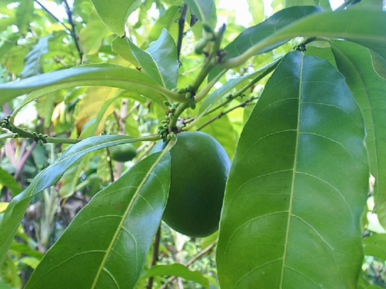 Khi còn non, vú sữa hoàng kim có màu xanh đậm. (Ảnh: Dengarden)