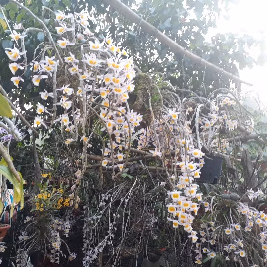 La liet, lung lang lan rung khoe sac tren deo Chieng Dong-Hinh-2