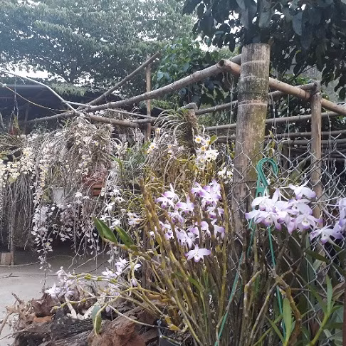 La liet, lung lang lan rung khoe sac tren deo Chieng Dong-Hinh-5