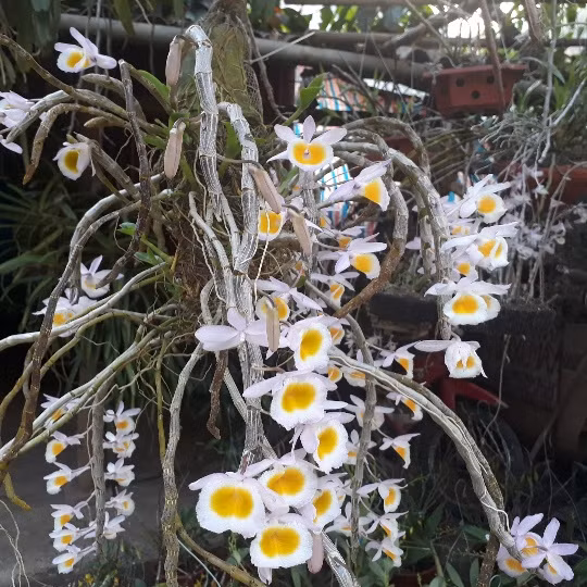 La liet, lung lang lan rung khoe sac tren deo Chieng Dong-Hinh-6