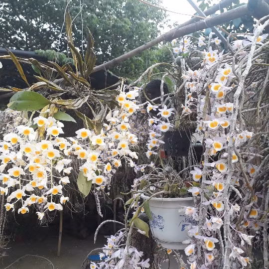 La liet, lung lang lan rung khoe sac tren deo Chieng Dong