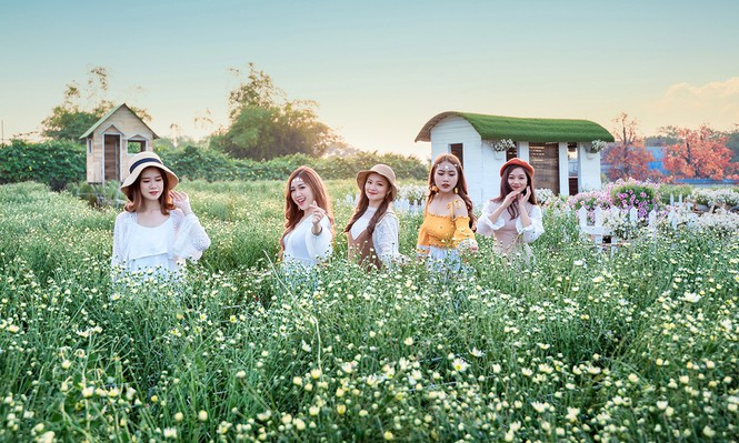 Cúc hoạ mi là loại hoa dễ trồng, thời gian nở khoảng vài tuần. Hoa màu trắng muốt, nhuỵ vàng, mang vẻ đẹp vừa hoang dại, vừa lãng mạn, được nhiều người yêu thích.