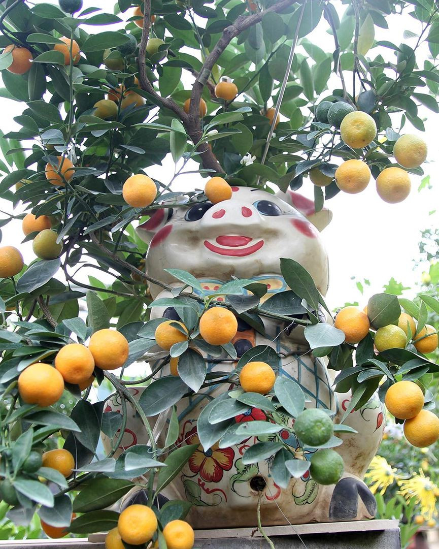 Những chú lợn được tô vẽ hoa văn khiến người ta nhớ đến hình ảnh những chú lợn trong tranh Đông Hồ một thời. Khuôn mặt ngộ nghĩnh, ánh mắt tươi vui của những chú lợn đất với mong ước một năm mới vui tươi, may mắn và thịnh vượng.