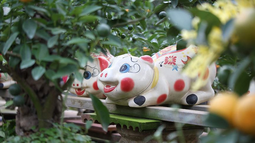 Những chậu quất cảnh như thế này được bán với giá từ vài trăm ngàn lên tới 3 triệu đồng tùy hình dáng của cây và chậu cũng như số lượng quả mà cây quất bonsai này có.