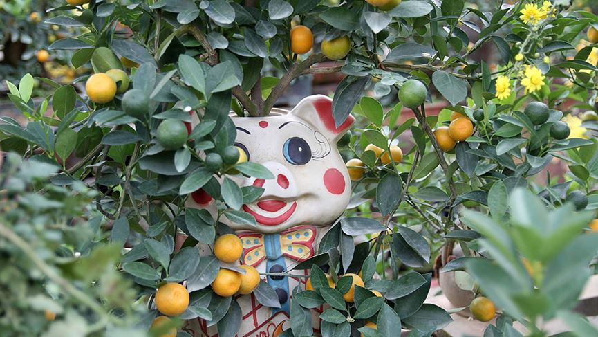 Để trồng được những chậu quất cảnh này, nhà vườn phải đầu tư công sức cũng như tỉ mỉ cắt tỉa hơn loại quất chơi Tết truyền thống.