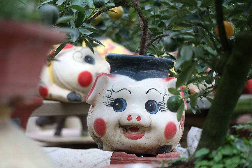 Thời tiết năm nay có vẻ phù hợp với quất cảnh nên chậu cây nào cũng tươi xanh mơn mởn.