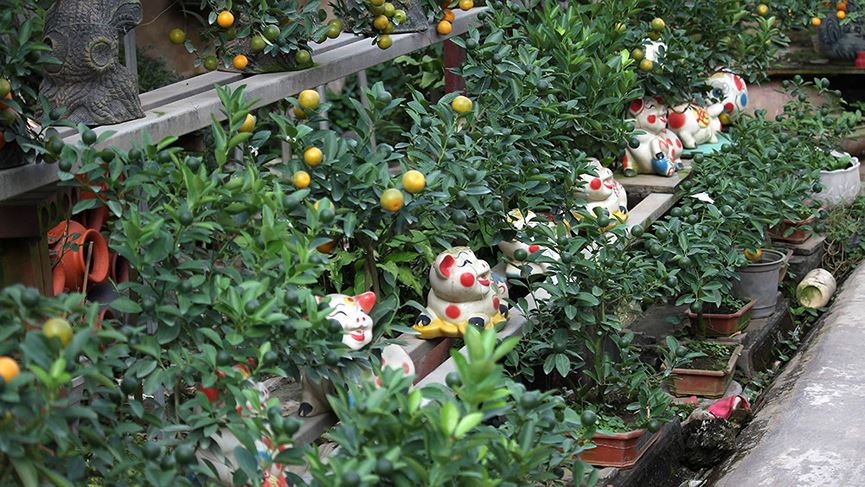 2019 là năm Kỷ Hợi - theo linh vật theo 12 con giáp, người dân trồng quất ở Hà Nội lại chuẩn bị cho ra thị trường những cây quất bonsai hết sức bắt mắt.