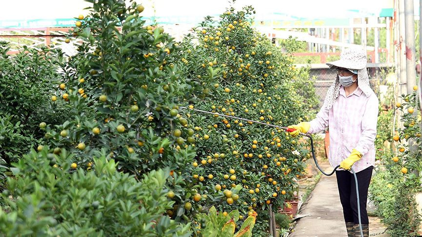 Những người trồng quất cảnh ở Tứ Liên (Hà Nội) đang chăm chút những chậu quất bonsai chuẩn bị đưa ra thị trường phục vụ người dân Thủ đô dịpTết Kỷ Hợi đang cận kề.