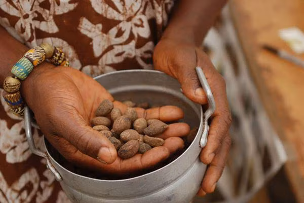 Phụ nữ châu Phi đóng một vai trò quan trọng trong quá trình chiết xuất tinh dầu, vì đây thường là một quy trình thủ công.