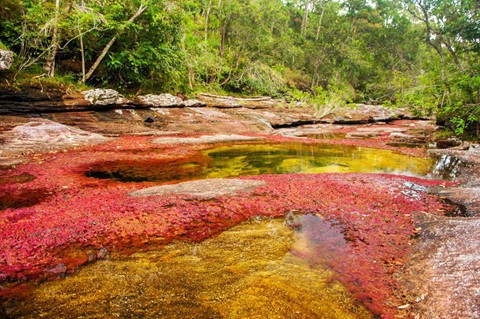 7. Sông Cano Cristales, Colombia: Được biết đến với biệt danh "dòng sông của màu sắc" hay "dòng sông cầu vồng", Cano Cristales mang vẻ đẹp rực rỡ đầy sắc màu vào những tháng mùa khô trong năm. Nguyên nhân là do một loại tảo có tên là macarenia clavigera, khi ở dưới nước chúng có màu vàng nhưng khi nước rút, chúng chuyển thành màu đỏ cam.