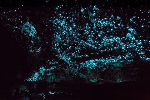 5. Hang động Glow Worm, New Zealand: Hang động kỳ lạ nằm trên hồ McLaren này là một bí ẩn với các nhà khoa học. Hang được hình thành từ những núi đá vôi bị dòng chảy sói mòn, bám phía trên là một loài giun phát sáng Arachnocampa luminosa khiến du khách có cảm giác đang ngắm cả một dải "thiên hà" tuyệt đẹp. Được phát hiện lần đầu năm 1880, đến nay hang động đã trở thành điểm du lịch mang tính biểu tượng của New Zealand.