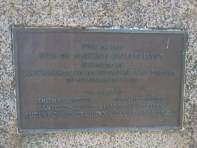 Thời điểm Old Bet chết, bảo tàng Mỹ của PT Barnum đã mua lại bộ xương để trưng bày. Tuy nhiên, đến năm 1865, bảo tàng này đã hoàn toàn bị xóa sổ sau vụ hỏa hoạn kinh hoàng. Nhiều con vật được nuôi nhốt ở đây đã nhảy từ trên tầng cao xuống, số khác không thoát khỏi lồng bị ngọn lửa thiêu rụi. Năm 1992, con voi mang tên John L. Sullivan đã đi quãng đường dài 83 km để đặt vòng hoa tưởng niệm Old Bet tại khách sạn Voi ở Somers. Ảnh: Bowery Boy History.