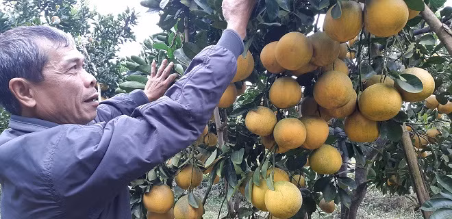 Hoa qua Tet: Vuon buoi Dien 2 van qua, ngan nguoi me-Hinh-2