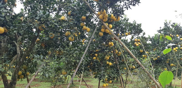 Hoa qua Tet: Vuon buoi Dien 2 van qua, ngan nguoi me