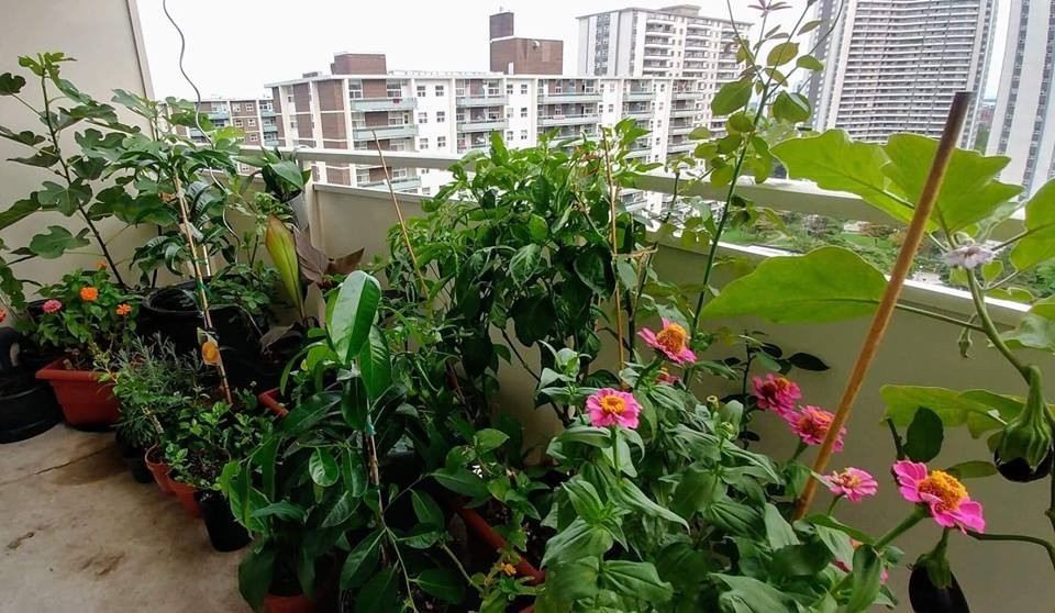 Sau này khi chuyển vào thành phố sinh sống, lại ở trong căn hộ tầng 15 của một tòa nhà chung cư, cô gái trẻ này vẫn mải mê với công việc chọn lựa hạt giống để trồng thử nghiệm các loại rau, hoa, quả.