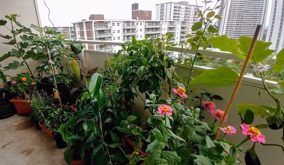 Sau này khi chuyển vào thành phố sinh sống, lại ở trong căn hộ tầng 15 của một tòa nhà chung cư, cô gái trẻ này vẫn mải mê với công việc chọn lựa hạt giống để trồng thử nghiệm các loại rau, hoa, quả.