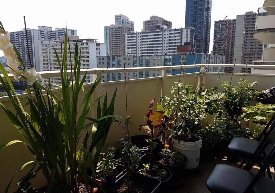 Một góc nhỏ ấy thôi cũng đủ để Priyanka Habib trồng rất nhiều loại quả như dưa hấu, ớt, cà rốt..., các loại hoa như cúc, tiên ông, thược dược, tulips... Ngoài ra, cô còn dành một góc nhỏ để trồng các loại thảo mộc, rau gia vị như rau mùi, húng quế, hương thảo...