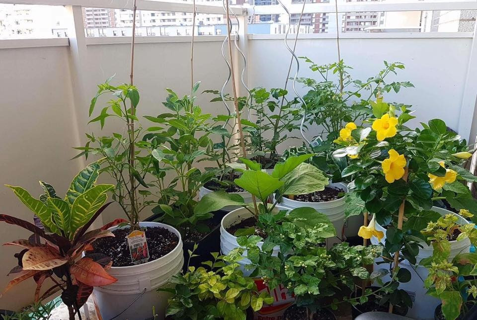 Priyanka Habib chia sẻ rằng, mỗi khi rảnh rỗi, cô lại về thăm ông bà ở Dhaka, Bangladesh, nơi có mảnh vườn rộng với đủ các loài hoa và cây ăn quả như dừa, xoài, chuối, mít, khế, chanh... Sống trong căn hộ chung cư, vì diện tích ban công hạn chế nên Priyanka Habib chỉ chọn lọc những loại cây, rau và hoa phù hợp. Tuy vậy, niềm vui của cô mỗi ngày vẫn là được ngắm nhìn cây cỏ, được chăm bón cho khu vườn nhỏ của mình tươi tốt mỗi ngày. Cô cũng cảm thấy vui hơn khi được thu hoạch những "thành quả" chăm sóc của mình, chế biến những món ăn ngon, sạch thu hoạch được từ khu vườn trên cao nhà mình.