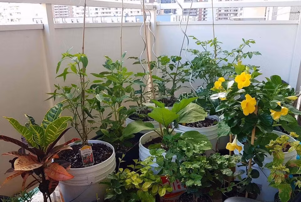 Priyanka Habib chia sẻ rằng, mỗi khi rảnh rỗi, cô lại về thăm ông bà ở Dhaka, Bangladesh, nơi có mảnh vườn rộng với đủ các loài hoa và cây ăn quả như dừa, xoài, chuối, mít, khế, chanh... Sống trong căn hộ chung cư, vì diện tích ban công hạn chế nên Priyanka Habib chỉ chọn lọc những loại cây, rau và hoa phù hợp. Tuy vậy, niềm vui của cô mỗi ngày vẫn là được ngắm nhìn cây cỏ, được chăm bón cho khu vườn nhỏ của mình tươi tốt mỗi ngày. Cô cũng cảm thấy vui hơn khi được thu hoạch những "thành quả" chăm sóc của mình, chế biến những món ăn ngon, sạch thu hoạch được từ khu vườn trên cao nhà mình.